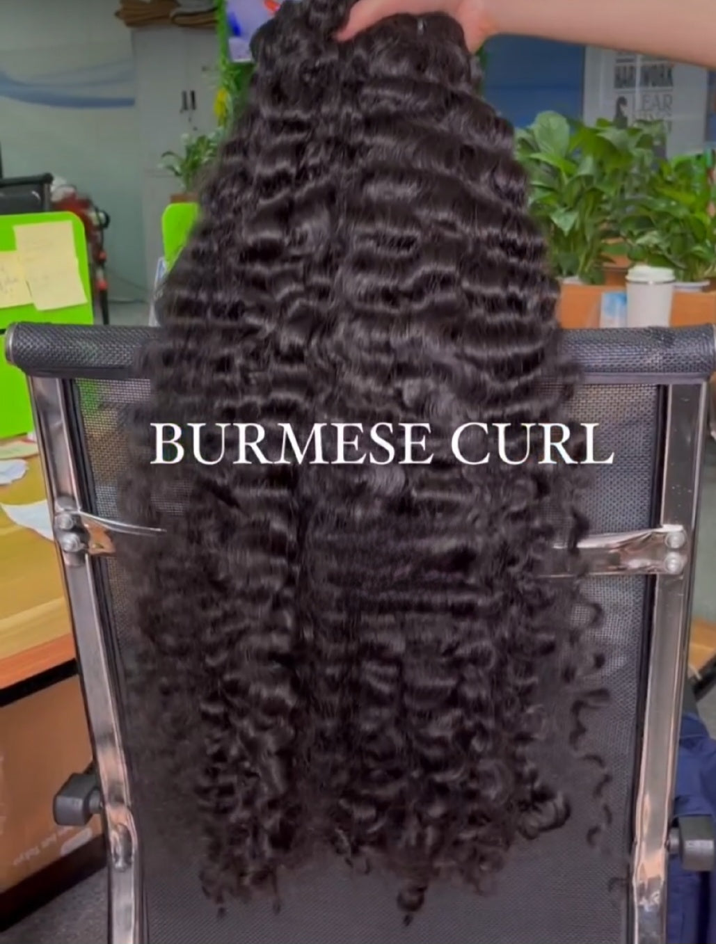 Raw Burmese Curly